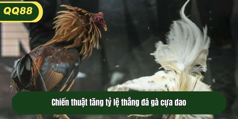 Chiến thuật tăng tỷ lệ thắng đá gà cựa dao