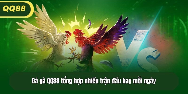 Đá gà QQ88 tổng hợp nhiều trận đấu hay mỗi ngày
