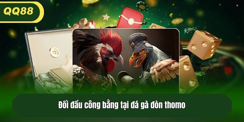 Đối đầu công bằng tại đá gà đòn thomo